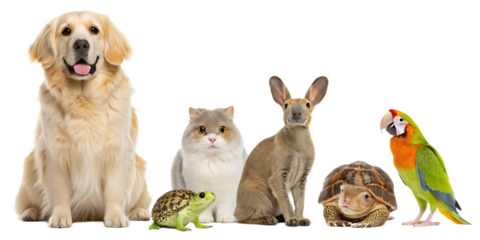 A diverse group of pets posing together including a dog cat rabbit parrot and two turtles on black