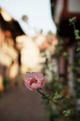 Détail d'une fleur rose dans une ruelle dans le village de Eguisheim en Alsace - Haut-Rhin - France - Europe