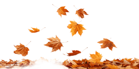 Falling maple leaves in autumn with a black background and pile of leaves on the bottom edge