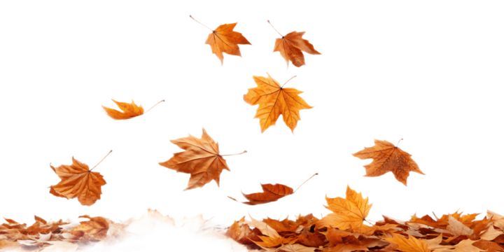 Falling maple leaves in autumn with a black background and pile of leaves on the bottom edge