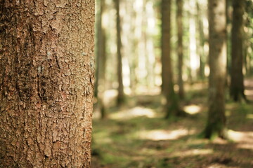 Dans les bois autour de Labaroche en Alsace - France - Europe