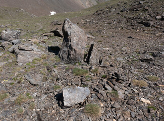 Natural variety found in an Alpine valley. Europe.
They were mainly taken in the Gran Paradiso valley, Italy. They were taken during a 7-day hike. From 1800 to 3100 meters altitude. 
