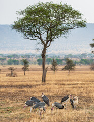 A flock of Marabou Storks (Leptoptilos crumenifer), a large scavanger bird in the stork family Ciconiidae native to sub-Saharan Africa. Serengeti National Park