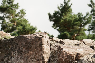 Lezard au soleil dans les ruines du château du Hohnack dans les bois autour de Labaroche en Alsace - France - Europe