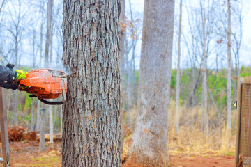 Worker uses chainsaw to fell tree in wooded area surrounded by sparse foliage