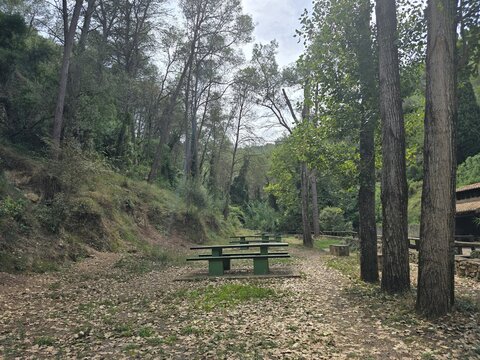 Área de picnic en medio del bosque con mesas de madera y naturaleza