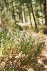 Nature dans montage à côté du Lac de Pierre percée - Vosges - France - Europe