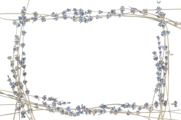 Floral botanical frame from lavender flowers with text space on white