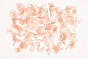 Gentle pastel tones highlight pink hydrangea petals on smooth beige surface