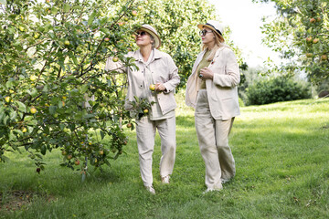 Fototapeta premium Two senior women outdoors in summer garden, smelling fresh apples from tree, concept of sense of smell in elderly people, natural lifestyle and healthy aging in nature