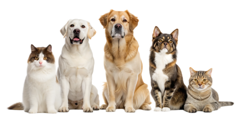 A group of pets including two labrador dogs and three cats sitting together on a white background