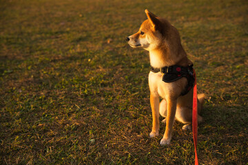 夕陽を見つめる豆柴 / Shiba Inu Gazing at the Sunset