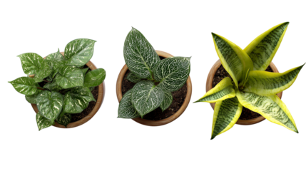 Three potted plants isolated on transparent background