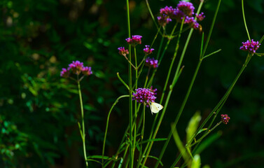 Butterfly in a colorful garden in bright sunlight in autumn Almere, Flevoland, The Netherlands, September, 2025