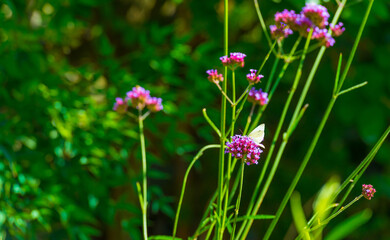 Fototapeta premium Butterfly in a colorful garden in bright sunlight in autumn Almere, Flevoland, The Netherlands, September, 2025