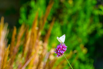 Butterfly in a colorful garden in bright sunlight in autumn Almere, Flevoland, The Netherlands, September, 2025