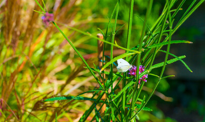 Butterfly in a colorful garden in bright sunlight in autumn Almere, Flevoland, The Netherlands, September, 2025