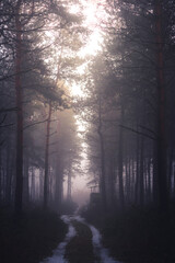 Fototapeta premium Foggy winter landscape with path in the scary forest. Illak forest, Pannonhalma in Hungary. Morning fog in the deep dark Hungarian Forest