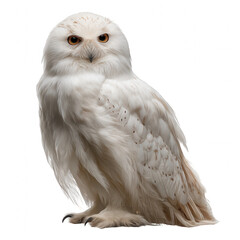 Majestic snowy owl, white bird of prey and animal predator looking forward. This isolated wildlife portrait shows its beautiful feather and intense, calm gaze