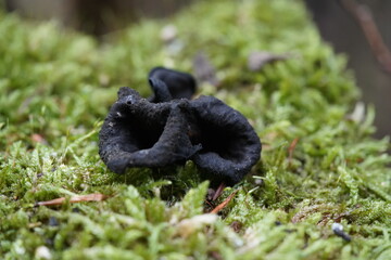 Older specimen of a Craterellus cornucopioides, or horn of plenty, is an edible mushroom. It is also known as the black chanterelle, black trumpet or trumpet of the dead. Near Hannoversch Münden, Germ