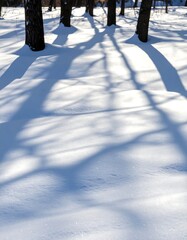 Snow-covered ground with tree shadows