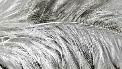 delicate white feather texture close-up showcasing soft, intricate fibers, fine details, and elegant composition perfect for wallpaper, editorial, or commercial background use