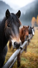 Horses standing by a wooden fence in a misty landscape during early morning light