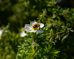 Bee collecting nectar from white flower in sunlight.