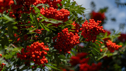 Rowan Tree with Bright Red Berries in Sunlight