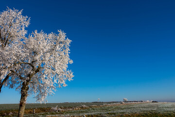 Arbre givré