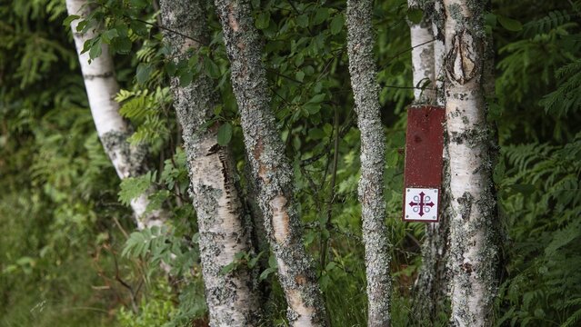 Wooden plaque, waymarker Olav's Cross for pilgrims, birch trees, near Eidsvoll, Norway