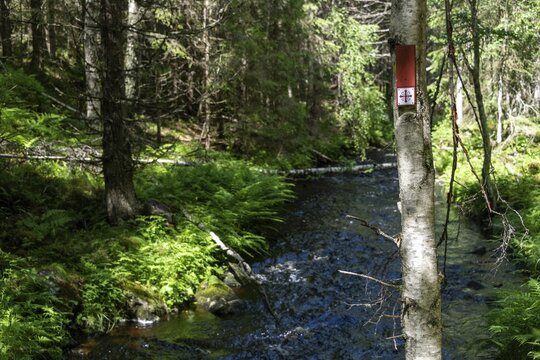 Wooden plaque, Olav's Cross trail marker for pilgrims, stream, coniferous forest, near Eidsvoll, Norway