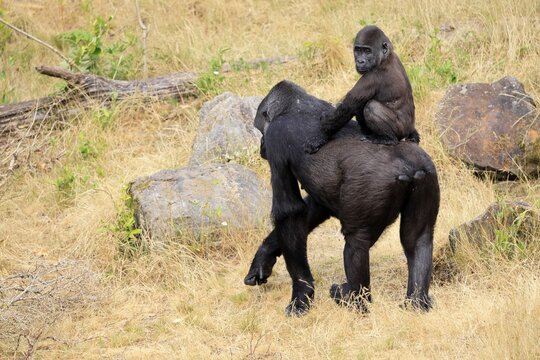 Western gorilla (Gorilla gorilla), adult, female, carrying, juvenile, on back