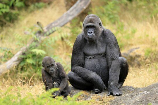 Western gorilla (Gorilla gorilla), adult, female, with young, sitting, on ground