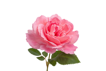 A single pink rose with a green stem and leaf. The flower is the main focus of the image, and it is the most vibrant and beautiful part of the plant. The rose is the center of attention, png