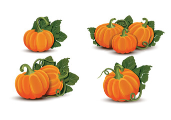 collection of pumpkins