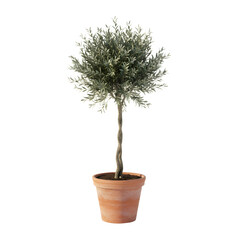 Obraz premium A Potted Olive Tree With Twisted Trunk And Dense Green Foliage Isolated On A Transparent Background