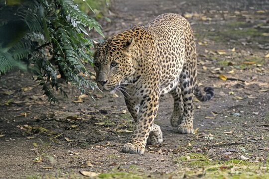 Sri Lanka Leopard (Panthera pardus kotiya), adult, stalking, running, alert, Sri Lanka