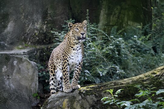 Sri Lanka Leopard (Panthera pardus kotiya), adult, on rocks, alert, Sri Lanka