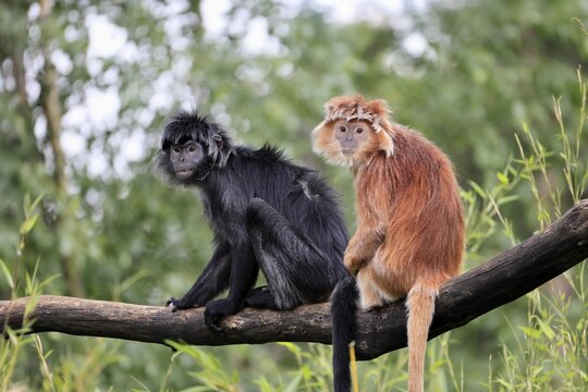 Javan lutung (Trachypithecus auratus), adult, sitting, two Javan lutung, social behaviour, on tree, endangered species, Indonesia