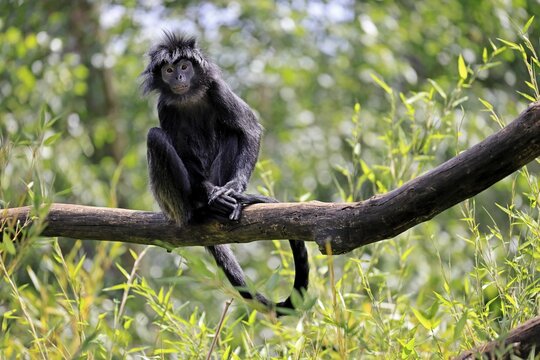 Javan lutung (Trachypithecus auratus), adult, sitting, on tree, alert, endangered species, Indonesia