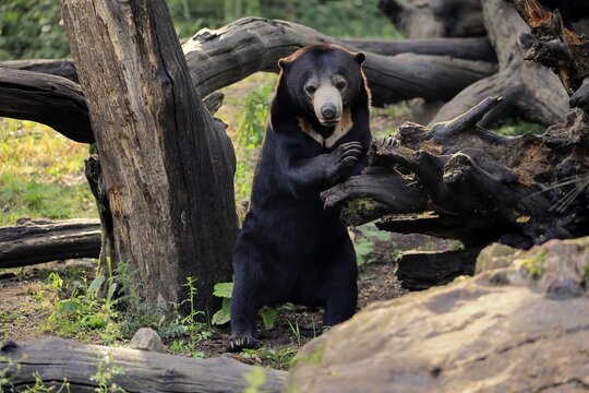 Malayan bear (Helarctos malayanus), adult, standing upright, alert, Southeast Asia