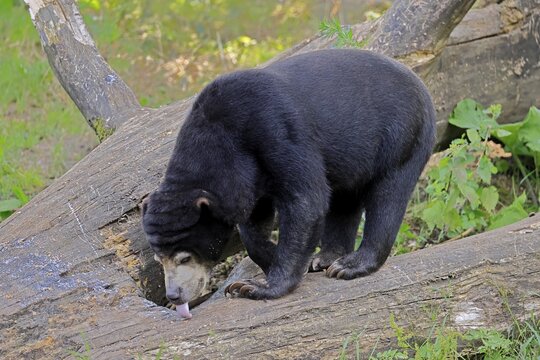 Malayan bear (Helarctos malayanus), adult, foraging, feeding, alert, Southeast Asia