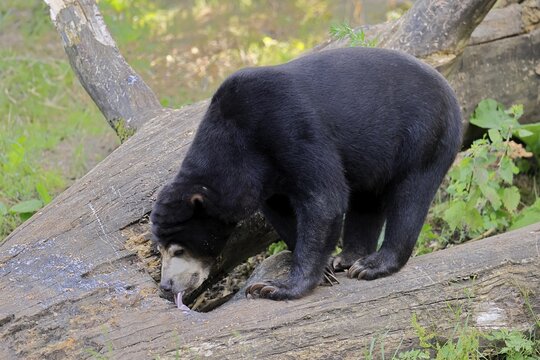 Malayan bear (Helarctos malayanus), adult, foraging, feeding, alert, Southeast Asia