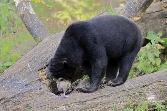 Malayan bear (Helarctos malayanus), adult, foraging, feeding, alert, Southeast Asia