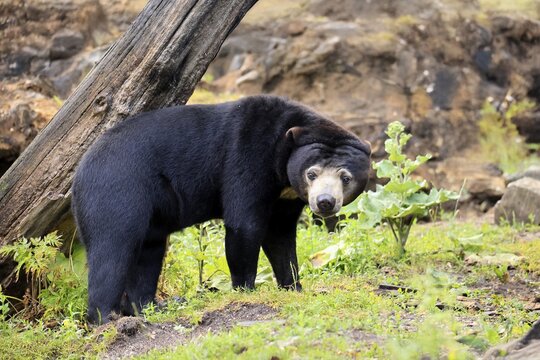 Malayan bear (Helarctos malayanus), adult, foraging, alert, Southeast Asia