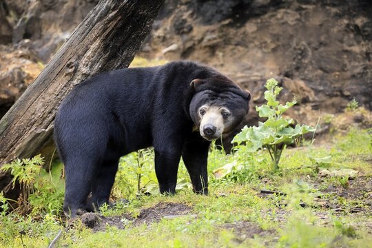 Malayan bear (Helarctos malayanus), adult, foraging, alert, Southeast Asia