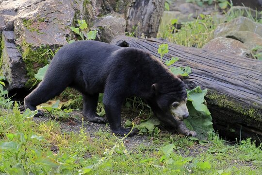 Malayan bear (Helarctos malayanus), adult, foraging, alert, Southeast Asia