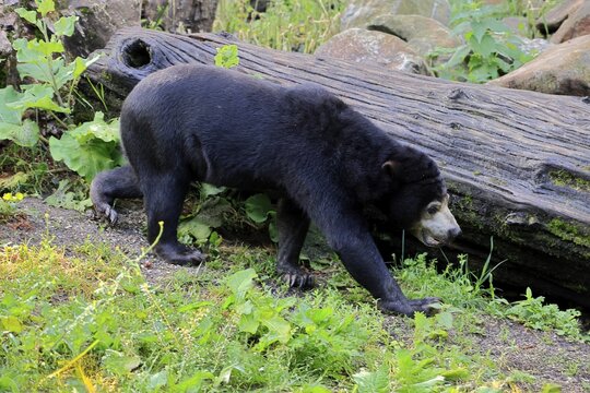Malayan bear (Helarctos malayanus), adult, foraging, alert, Southeast Asia
