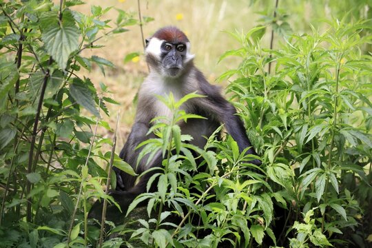 Red-crowned mangabey (Cercocebus torquatus), adult vigilant